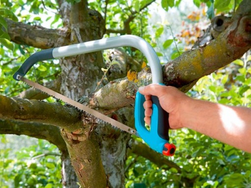 Spring pruning of fruit trees and shrubs: schemes