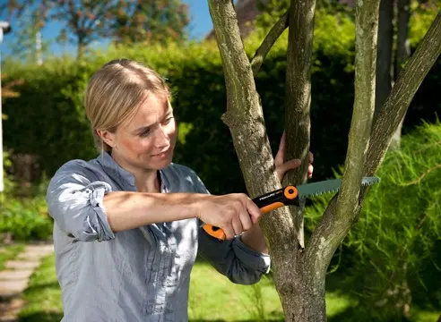 Spring pruning of fruit trees and shrubs: schemes