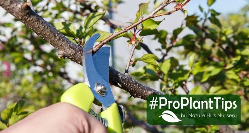 Spring pruning of fruit trees and shrubs: schemes