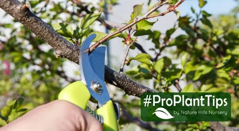 Spring pruning of fruit trees and shrubs: schemes