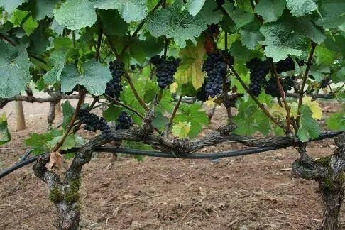 Spring pruning of grapes in a step-by-step description