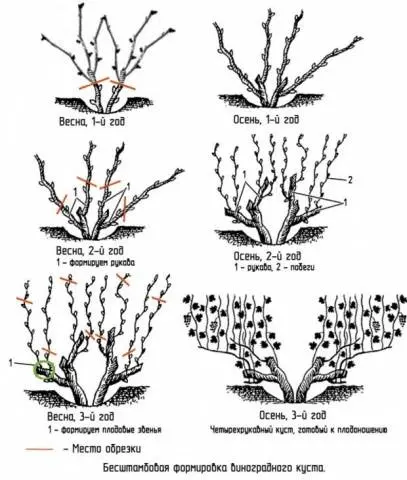 Spring pruning of grapes in a step-by-step description