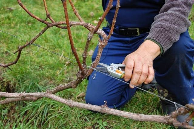 Spring pruning of grapes in a step-by-step description