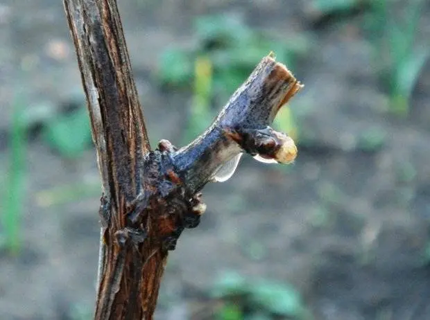 Spring pruning of grapes in a step-by-step description