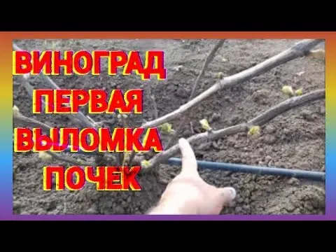 Spring pruning of grapes in a step-by-step description