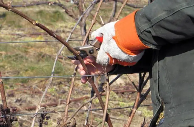 Spring pruning of grapes in a step-by-step description