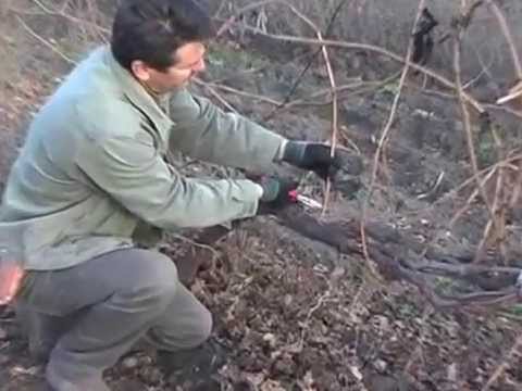 Spring pruning of grapes in a step-by-step description