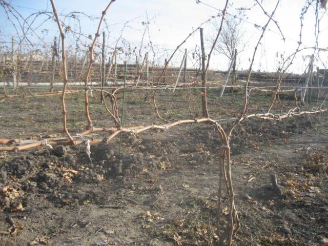 Spring pruning of grapes in a step-by-step description