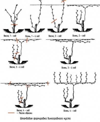 Spring pruning of grapes in a step-by-step description