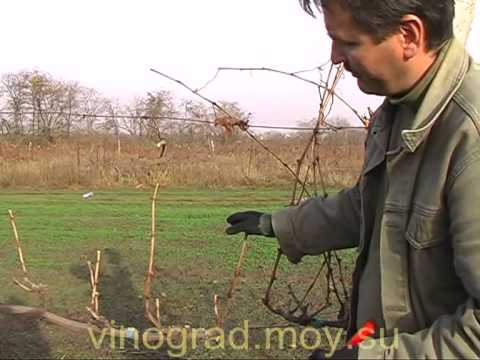 Spring pruning of grapes in a step-by-step description