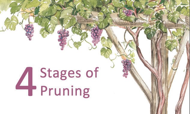 Spring pruning of grapes in a step-by-step description