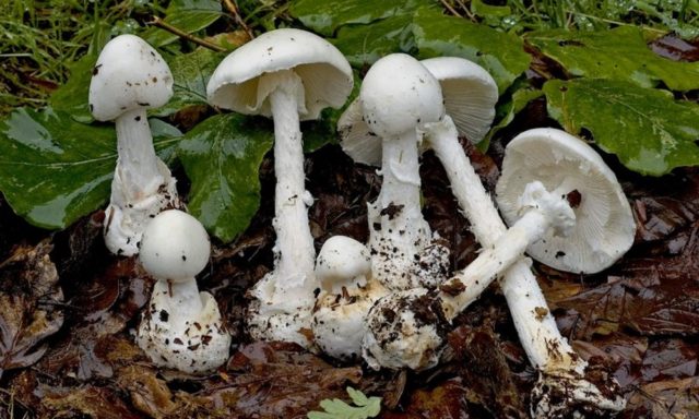 Spring toadstool (white toadstool, spring toadstool): photo and description