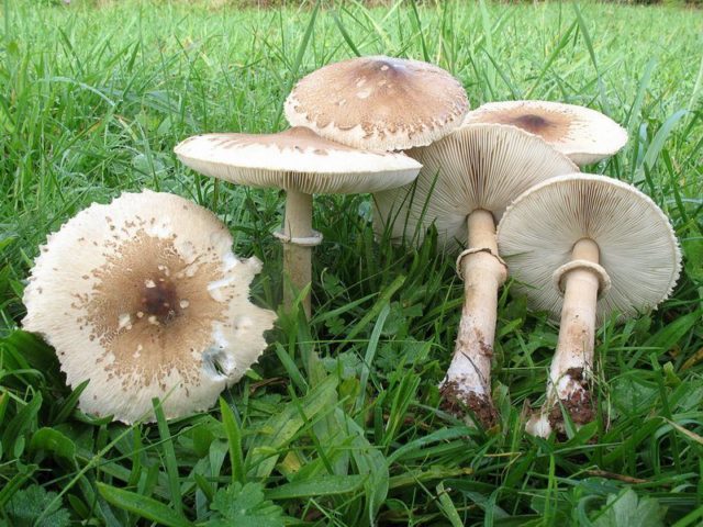 Spring toadstool (white toadstool, spring toadstool): photo and description