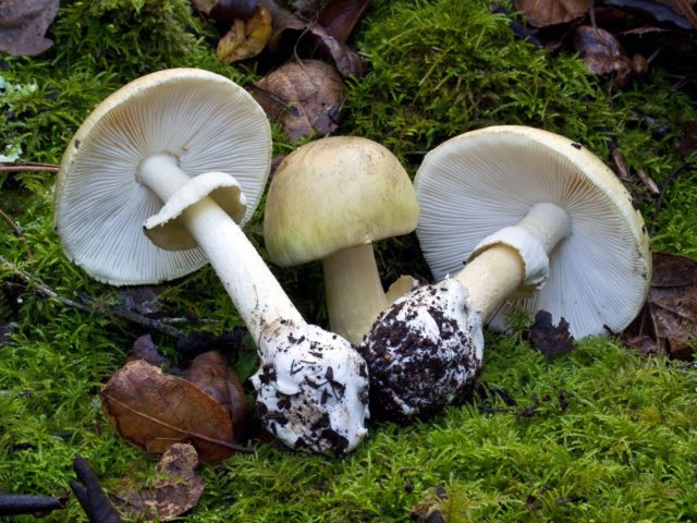 Spring toadstool (white toadstool, spring toadstool): photo and description