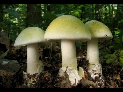 Spring toadstool (white toadstool, spring toadstool): photo and description