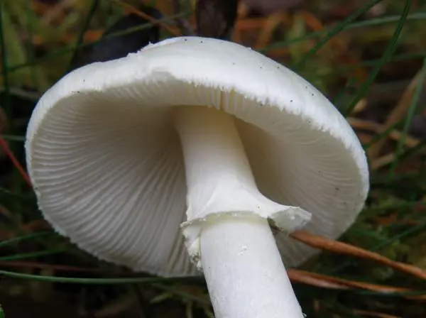 Spring toadstool (white toadstool, spring toadstool): photo and description