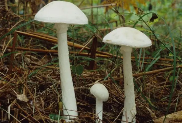 Spring toadstool (white toadstool, spring toadstool): photo and description