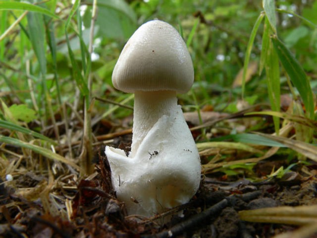 Spring toadstool (white toadstool, spring toadstool): photo and description