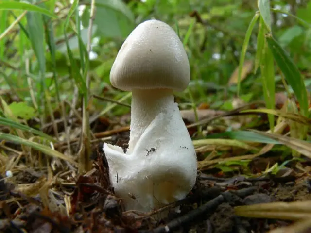 Spring toadstool (white toadstool, spring toadstool): photo and description