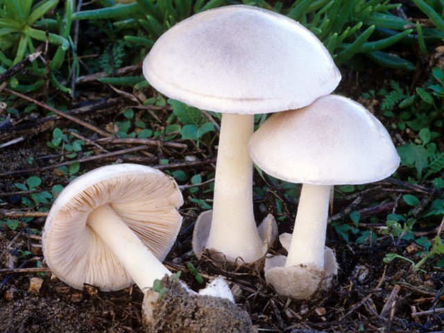 Spring toadstool (white toadstool, spring toadstool): photo and description