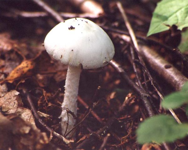 Spring toadstool (white toadstool, spring toadstool): photo and description