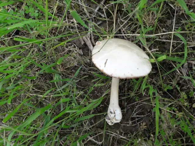 Spring toadstool (white toadstool, spring toadstool): photo and description