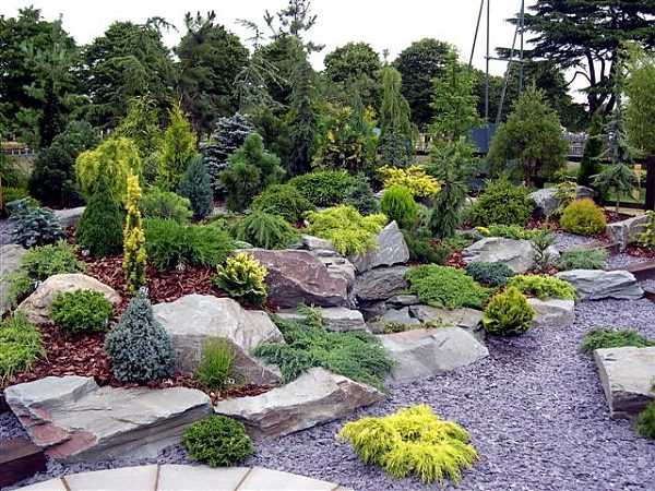 Spruce Canadian Konika in landscape design: photo and use