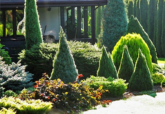 Spruce Canadian Konika in landscape design: photo and use