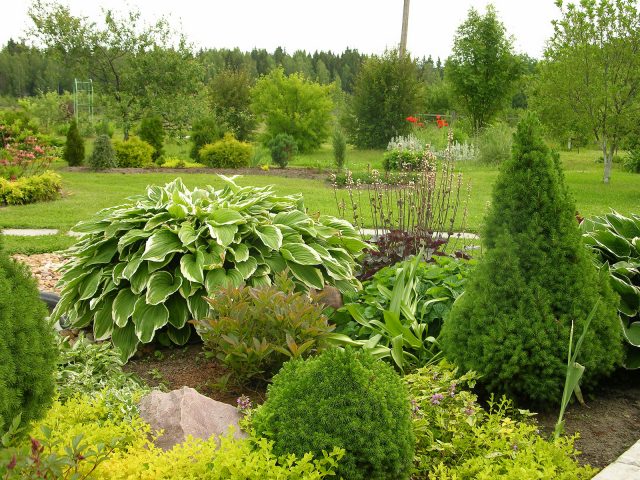 Spruce Canadian Konika in landscape design: photo and use