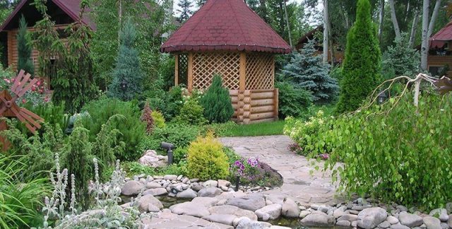 Spruce Canadian Konika in landscape design: photo and use