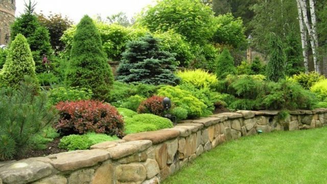 Spruce Canadian Konika in landscape design: photo and use