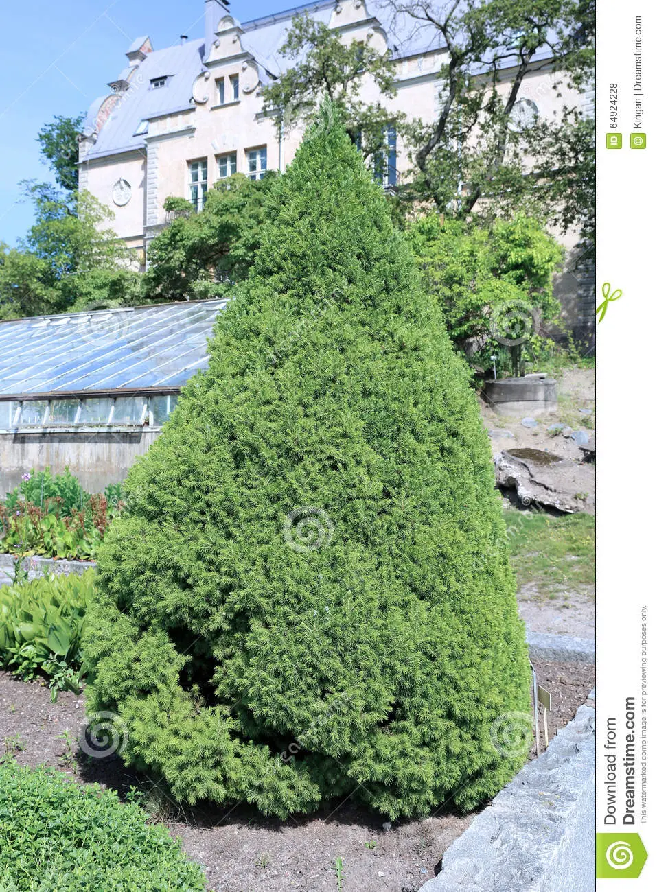 Spruce Canadian Konika in landscape design: photo and use