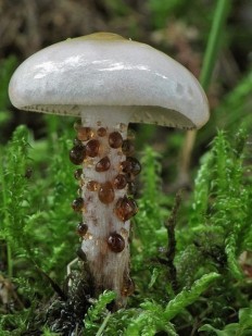 Spruce mokruha (Gomphidius glutinosus) photo and description
