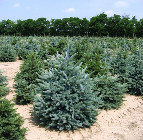 Spruce Prickly