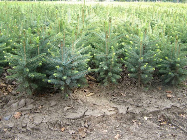 Spruce Prickly