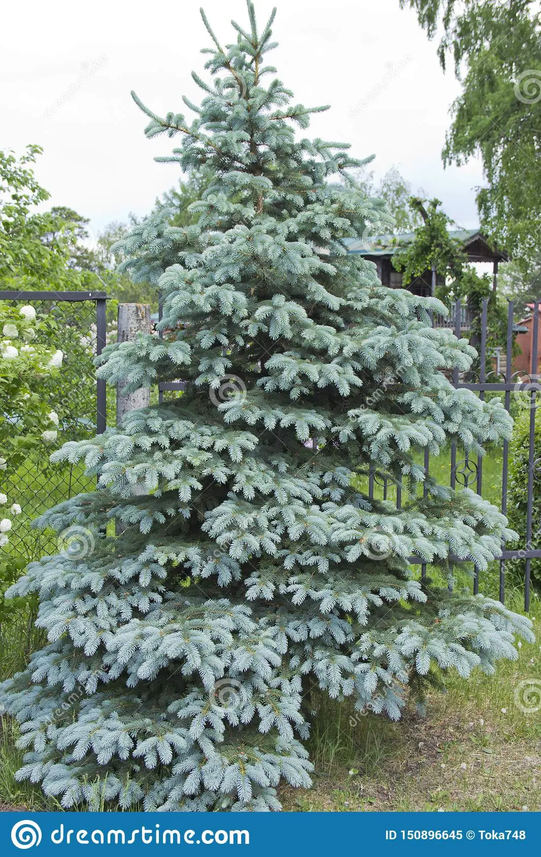 Spruce Prickly