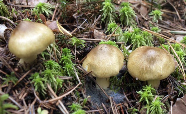 Spruce row mushroom: description and photo