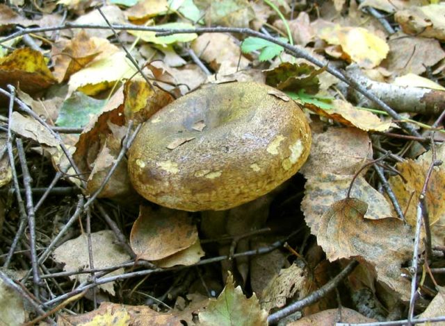 Spruce row mushroom: description and photo