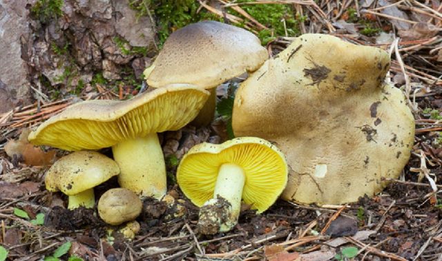 Spruce row mushroom: description and photo