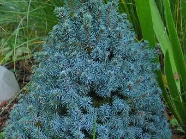 Spruce Sanders Blue