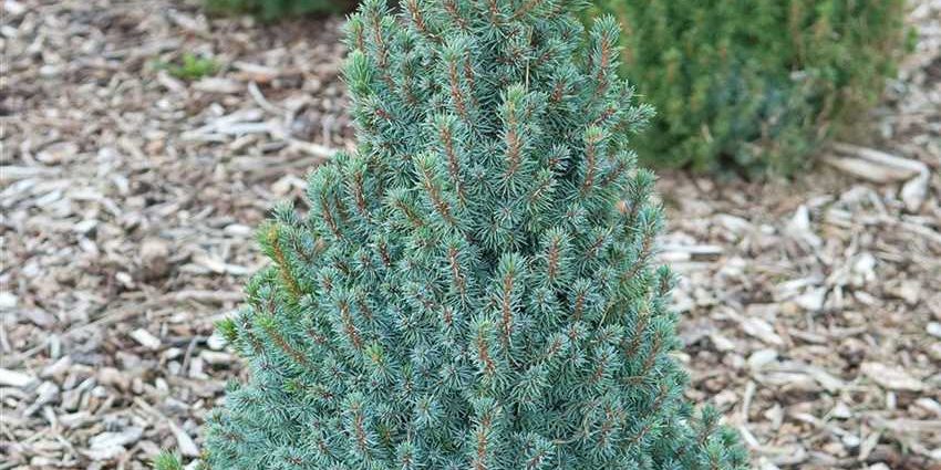 Spruce Sanders Blue