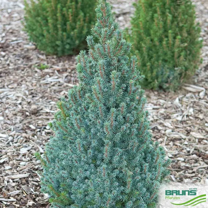 Spruce Sanders Blue