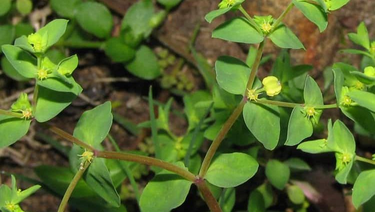 Spurge poisoning &#8211; is it dangerous to life and health?