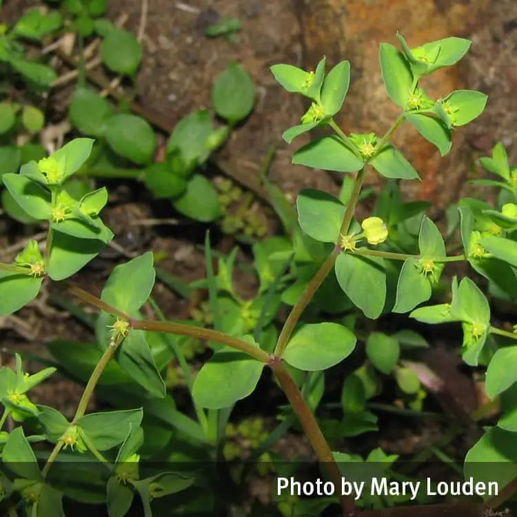 Spurge poisoning &#8211; is it dangerous to life and health?