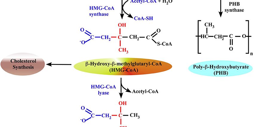 Ss-hydroxybutyric acid &#8211; when to test? What does elevated ß-hydroxybutyric acid mean?