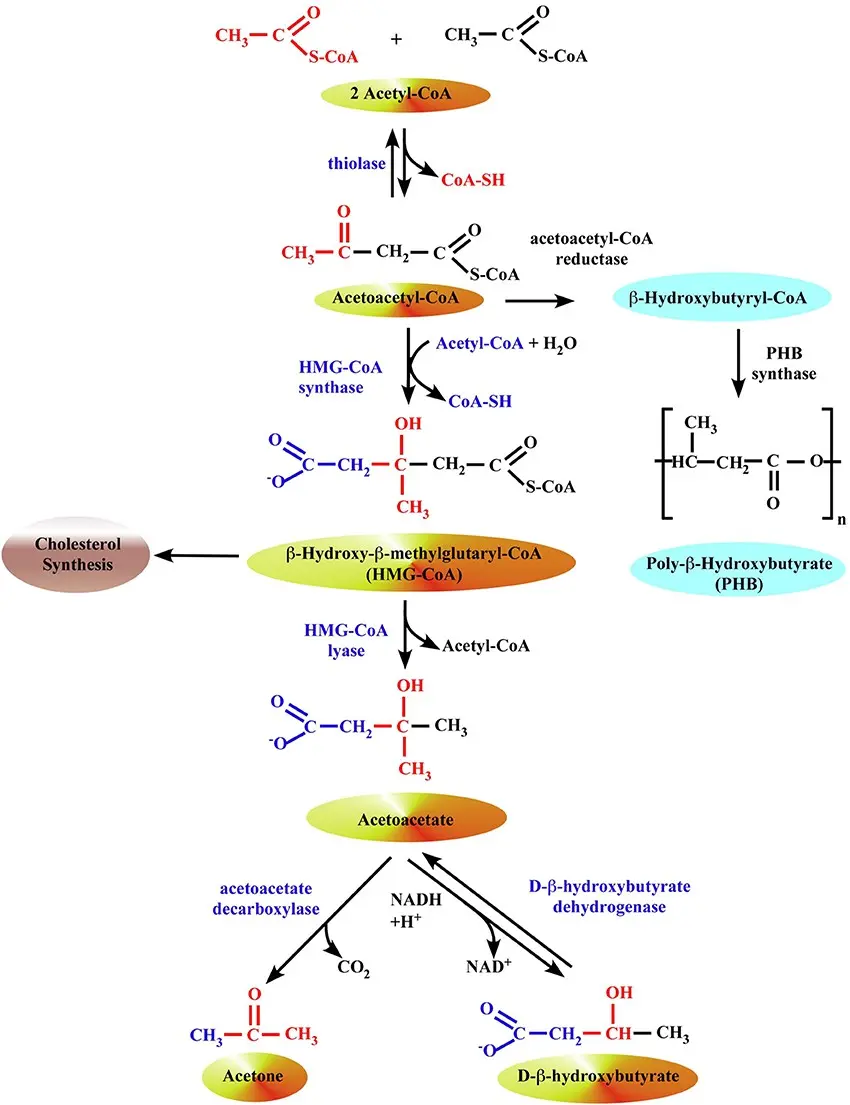 Ss-hydroxybutyric acid &#8211; when to test? What does elevated ß-hydroxybutyric acid mean?