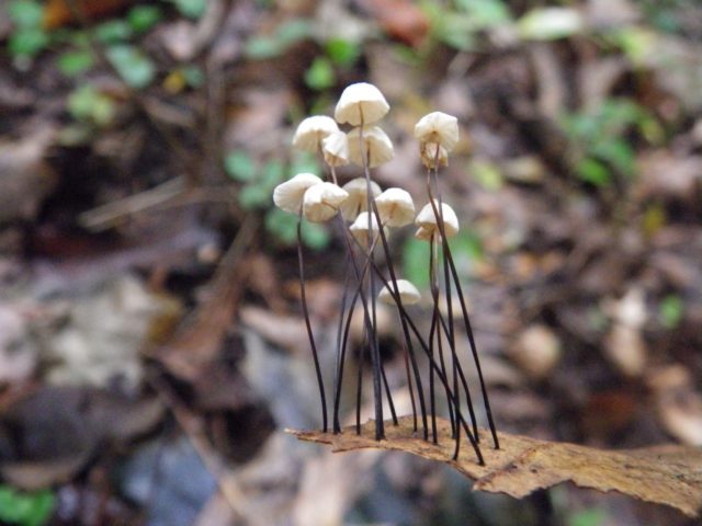 Stamen stamen (non-stamen stamen, bristle-legged): photo and description