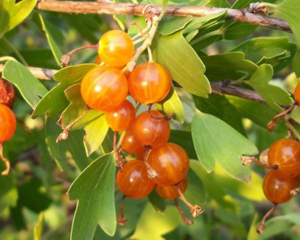 Standard currant: planting and care, formation, reviews