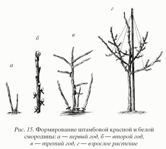 Standard currant: planting and care, formation, reviews