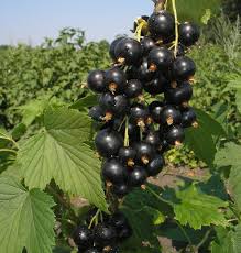 Standard currant: planting and care, formation, reviews